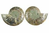 Cut & Polished Crystal-Filled Ammonite Fossil - Madagascar #354151-1